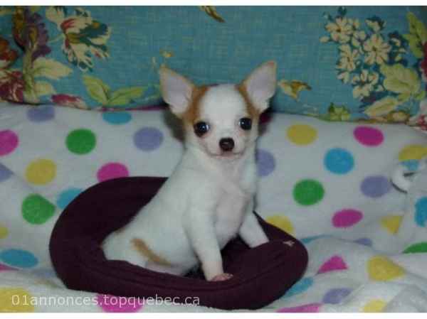 Je donne chiot chihuahua femelle