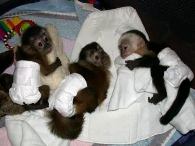 jolis bebes singes capucins pour adoption