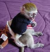 des singes capucins a donner contre bon soins