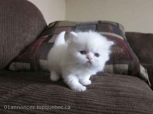 chaton persan blanc yeux verrons.