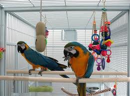 mignons perroquets ara pour adoption